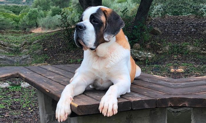 venta perro san bernardo